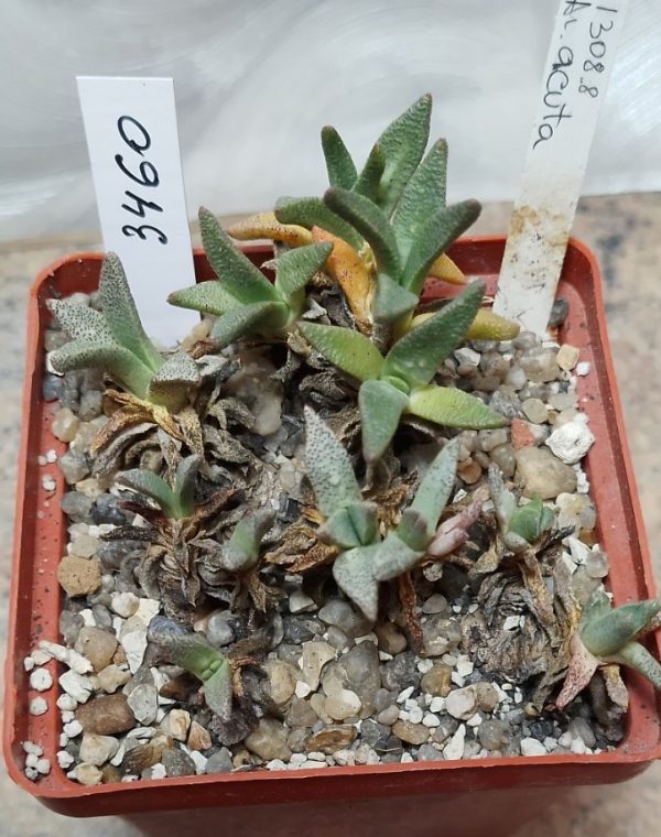 3460 Aloinopsis acuta