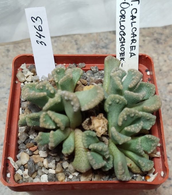 3463 Titanopsis calcarea -Oorlogshoek-