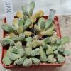 3465 Aloinopsis luckhoffii