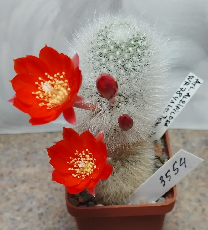 3554 Rebutia albipilosa WR784