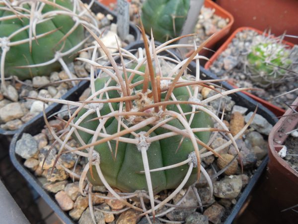 Gymnocalycium mazanense - v.polycephalum P223 - Piltz -  Cactus-shop