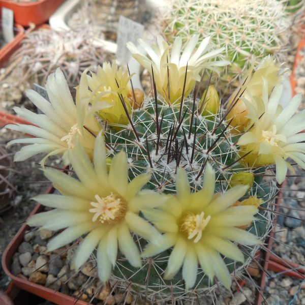 Товары — Cactus-shop