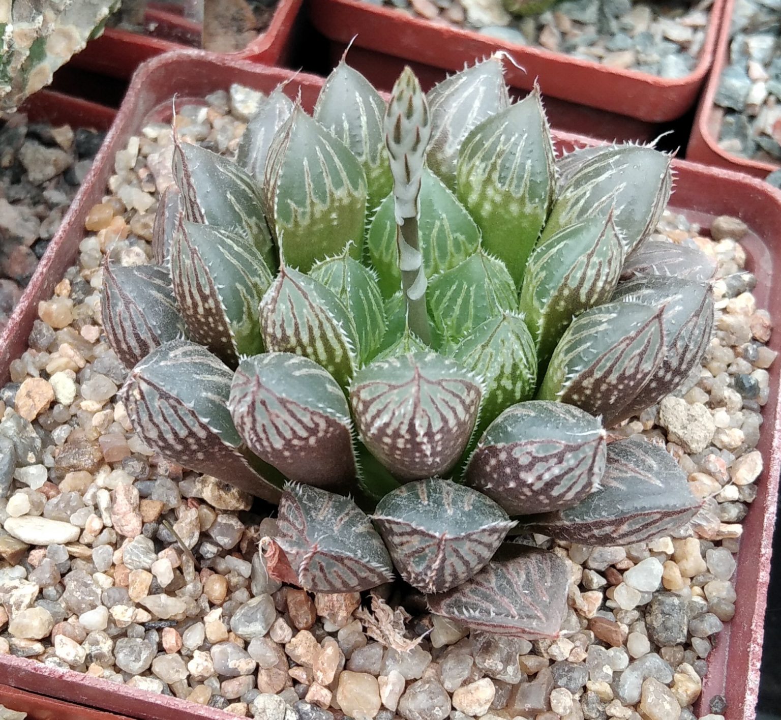 Haworthia cv."Mirror Ball" —