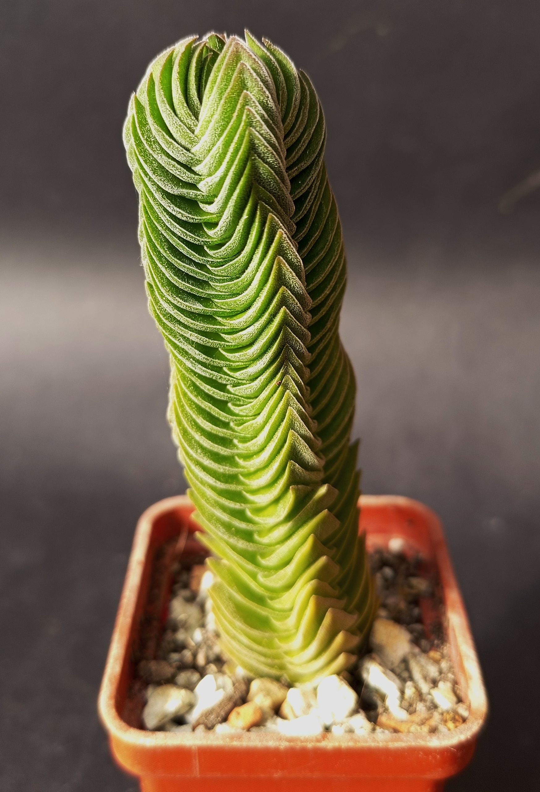 Sacred Ascent Amidst The Thorns: The Buddha Temple Cactus