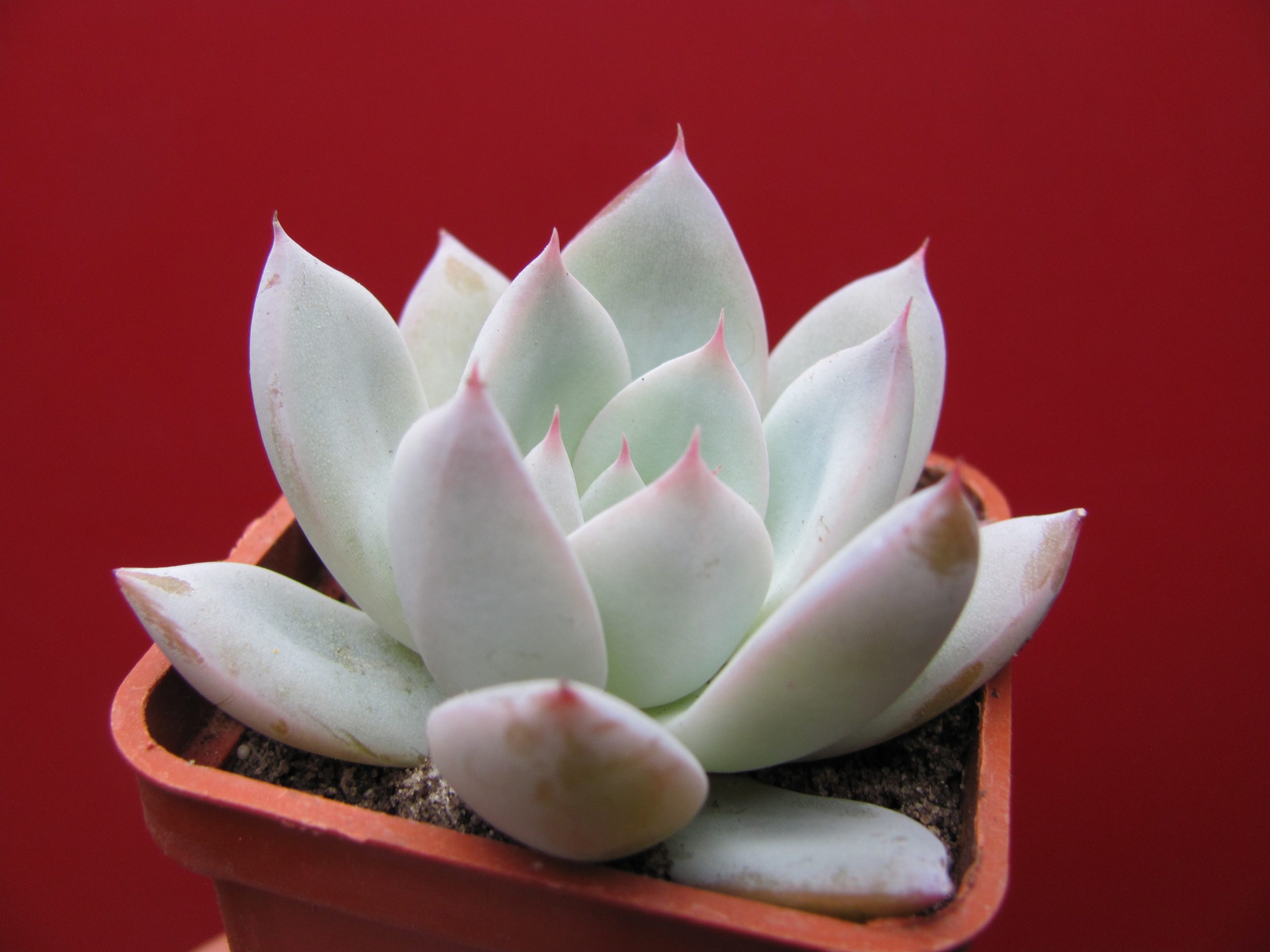 Echeveria Beatrice Cactus Shop