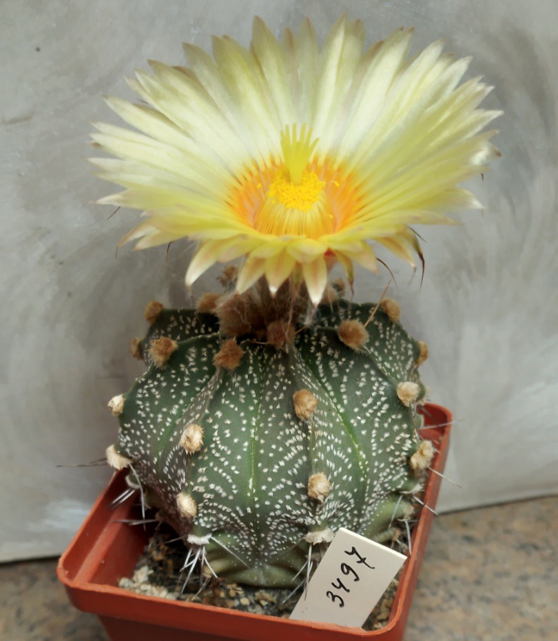 3497 Astrophytum asterias x crasispinoides — Cactus-shop