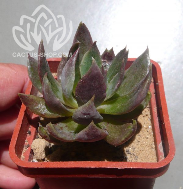 Echeveria Balerina x schaviana ( hybrid Ermak)