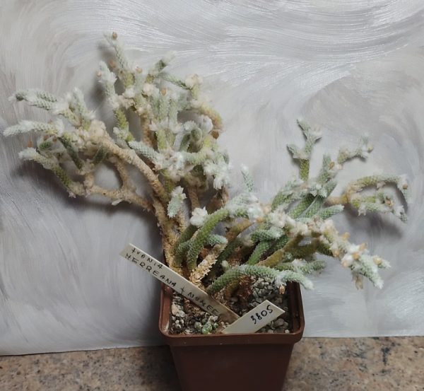 IMG-5dcc7f51eccec34eb2448fecbb044a2d-V