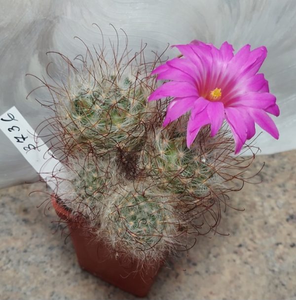 IMG-67ff0ae5cdbe891c9e095ffeebec8ba5-V