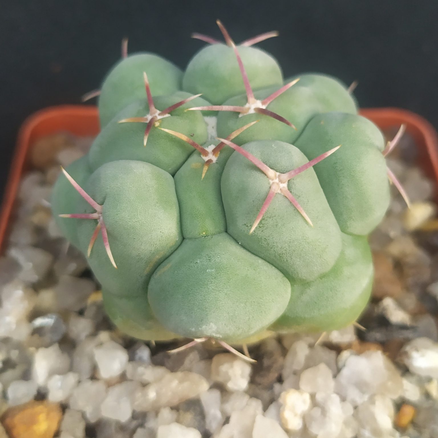 Товары — Cactus-shop