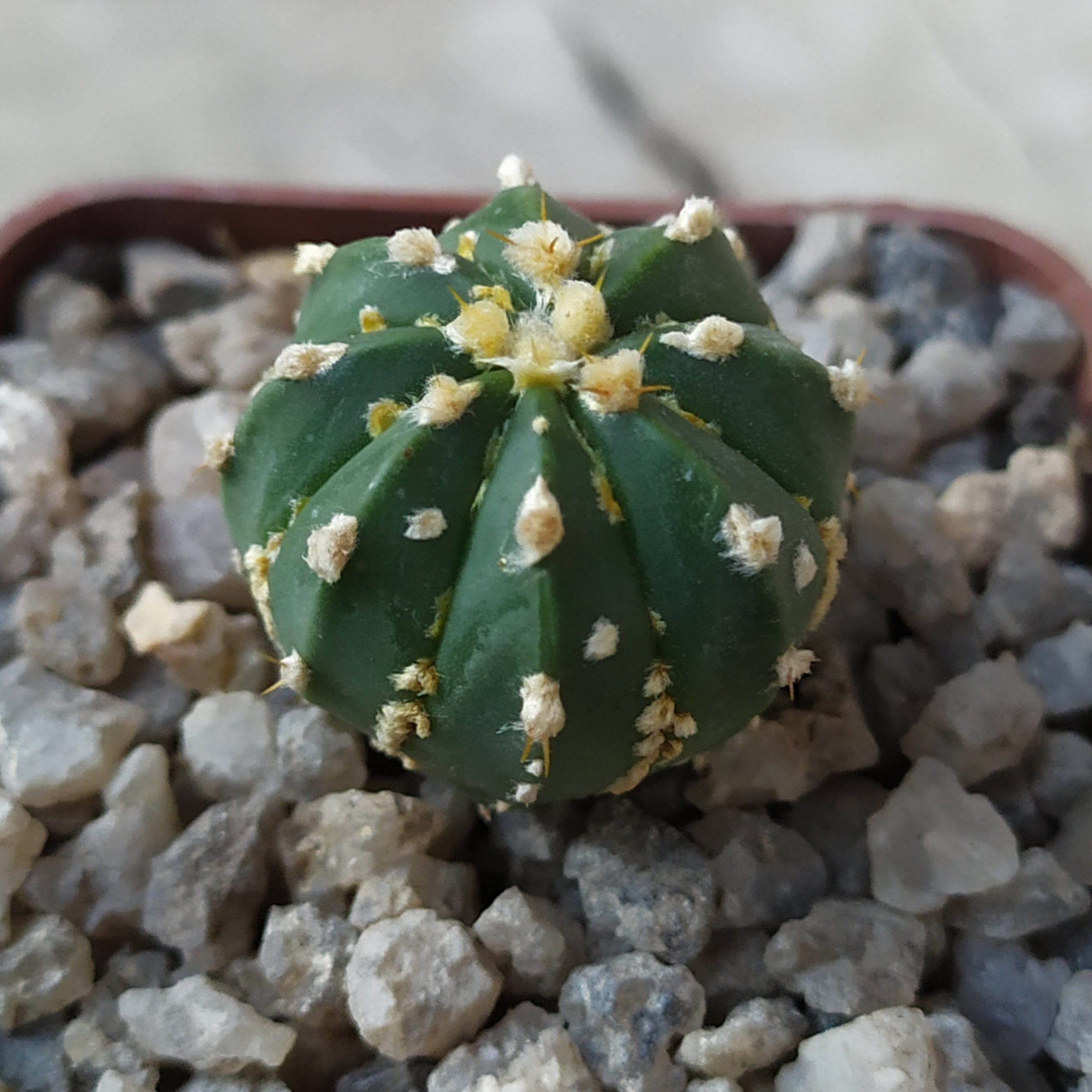 Astrophytum Asterias Super Kabuto Cactus Shop