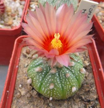 astrophytum ooibo pink flowers  Cactus-shop