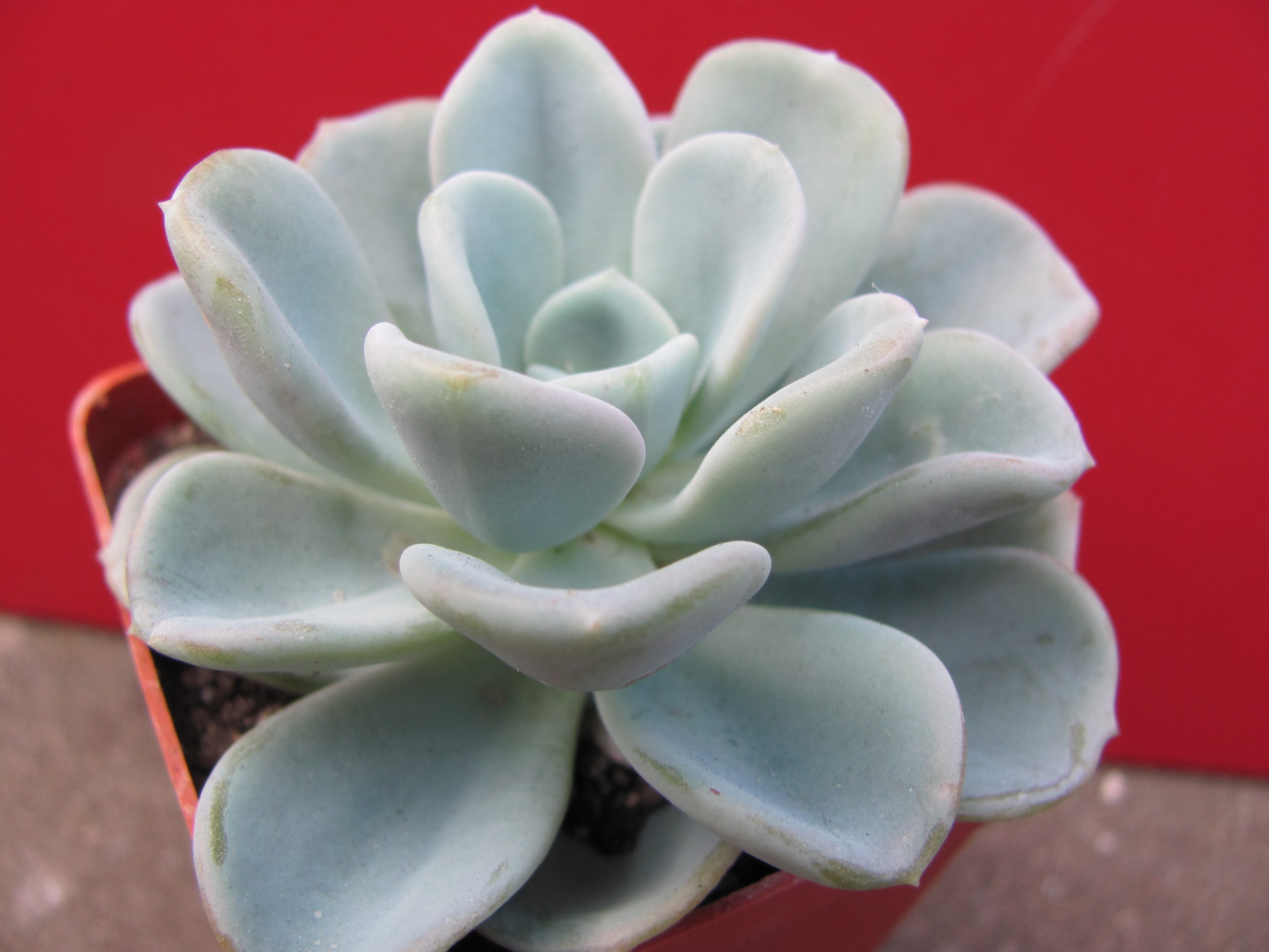 Echeveria Orpet — Cactus-shop