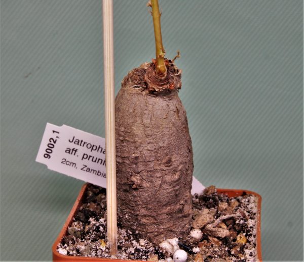 Jatopha aff. prunifolia Zambia 1 -680 — 6х6