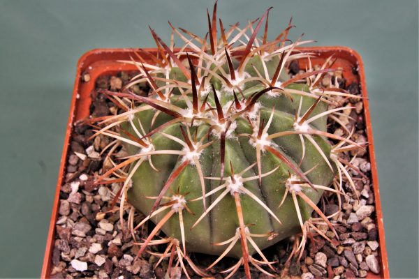 Melocactus peruvianus ASK4471.6 – 1 — 800 -12х12