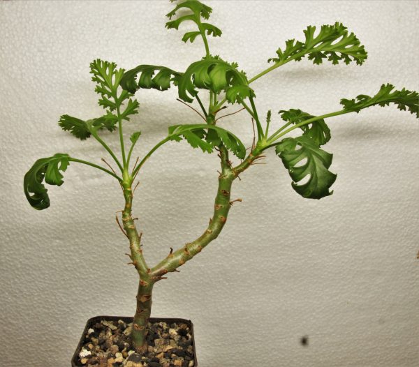Pelargonium carnosum 1 -120 — 7×7