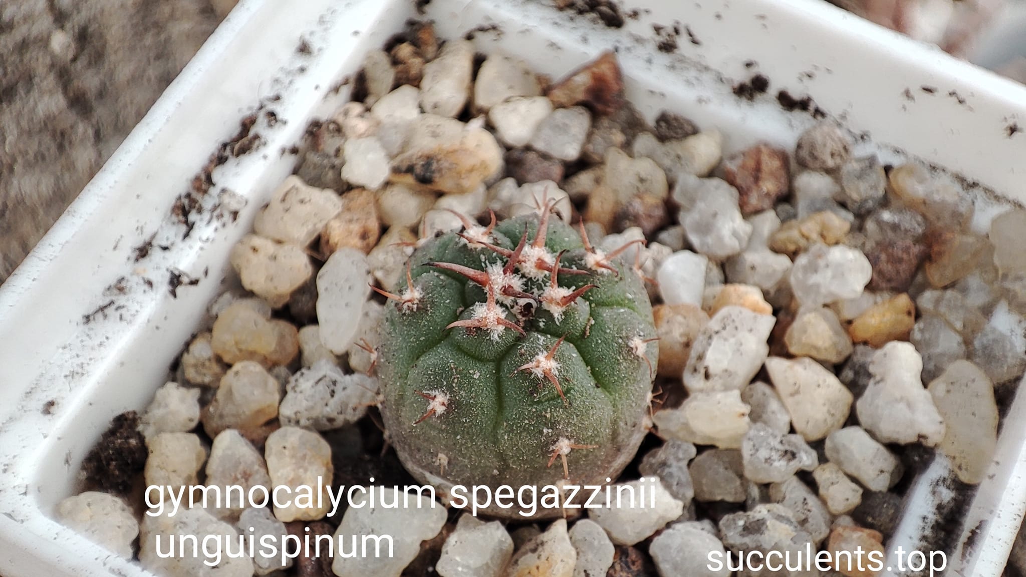 gymnocalycium spegazzinii unguispinum —