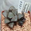 3837 Haworthia fusca