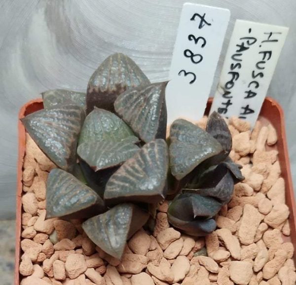 3837 Haworthia fusca