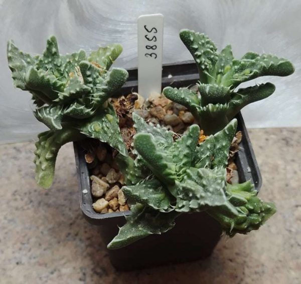 3855 Faucaria tuberculosa