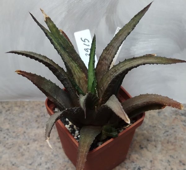 3915 Haworthia woolleyi_