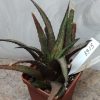 3915 Haworthia woolleyi__