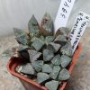 3940 Haworthia ‘Hakuma’ x emelyae v.major