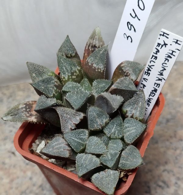 3940 Haworthia ‘Hakuma’ x emelyae v.major