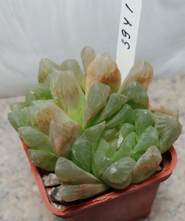 3941 Haworthia obtusa hybrid