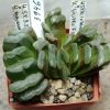 3946 Haworthia maughanii hybrid + truncata hybrid