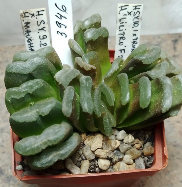 3946 Haworthia maughanii hybrid + truncata hybrid