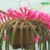 Disocactus-flagelliformis (1)