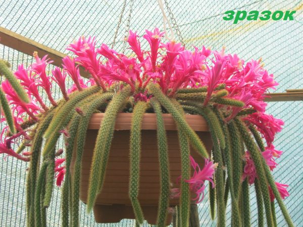 Disocactus-flagelliformis (1)