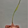 Eriospermum aff. abyssinicum single leaf, W. Mbeya 2 — 500грн. Кубик 6х6см