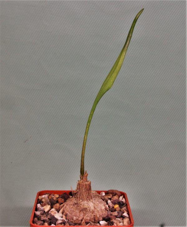 Eriospermum aff. abyssinicum single leaf, W. Mbeya 2 — 500грн. Кубик 6х6см