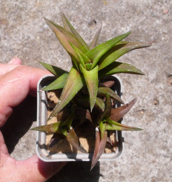 Haworthia viscosa hybrid