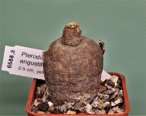 Pterodiscus angustifolius. Mbeya Prov., Tanzania 5 -450грн.Кубик 5х5см