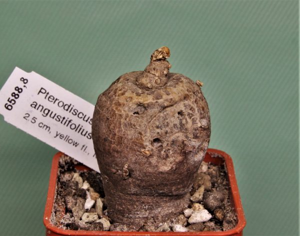 Pterodiscus angustifolius. Mbeya Prov., Tanzania 7 -450грн.Кубик 5х5см