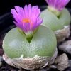 products-Conophytum_pilla_52d3a5e20144d