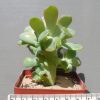 15 Echeveria gibbiflora metallica f cristata (1)