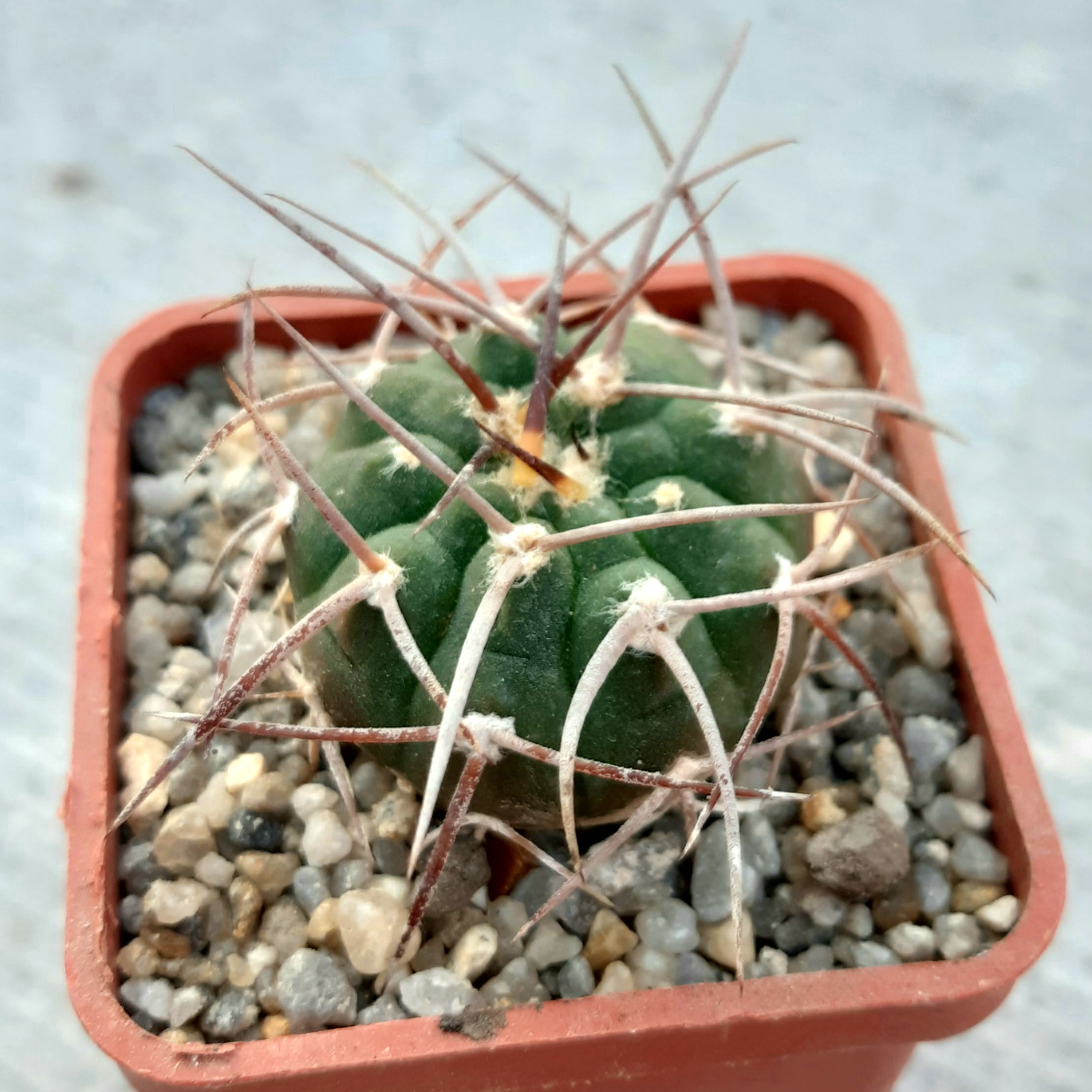 Gymnocalycium coloradense VS809  Cactus-shop