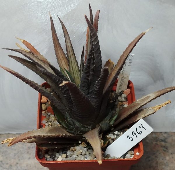 3964 Haworthia woolleyi