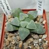 3966 Haworthia pygmaea f. crystallina