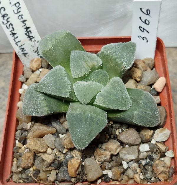 3966 Haworthia pygmaea f. crystallina