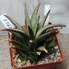 3968 Haworthia woolleyi