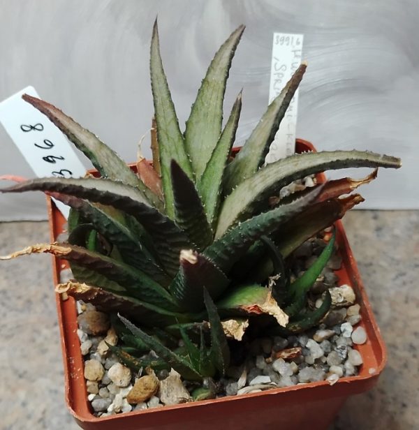 3968 Haworthia woolleyi