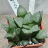 4012 Haworthia schultiana x retusa x comptoniana x VVG30