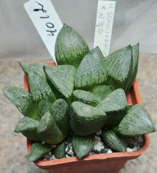 4012 Haworthia schultiana x retusa x comptoniana x VVG30