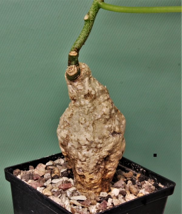 Adenia epigea Madagascar 1 — 3400грн. Кубик 7х7см.