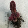 Adromischus marianiae herrei Red Coral (150)